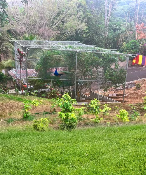 peacock aviary